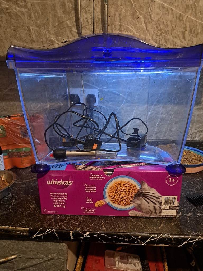 Starter tank for tropicals