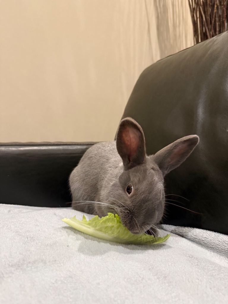 Two beautiful young male rabbits available