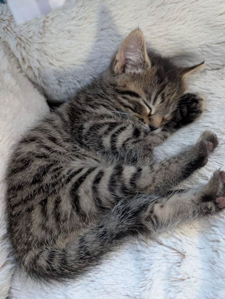 Kittens for Sale. Ready to go to good home