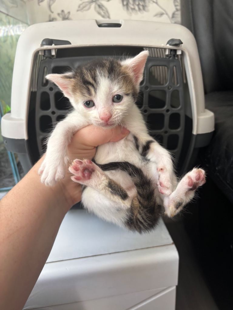 4 beautiful kittens for sale  🐱 