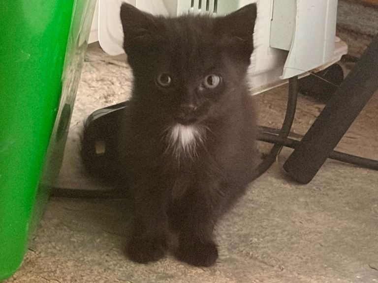 Beautiful mixed breed kittens NEED HOMES NOW