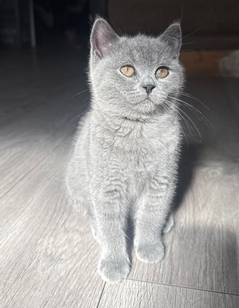 Beautiful British short hair kitten