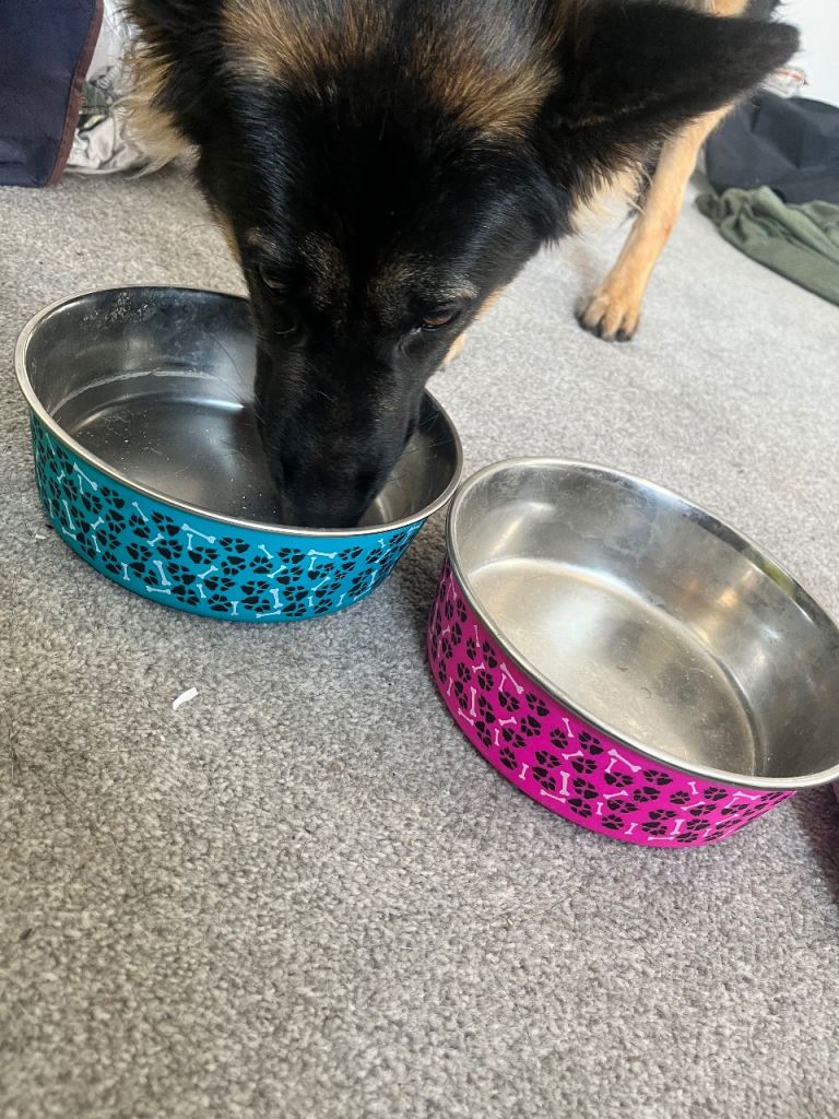 FREE Dog Bowls 