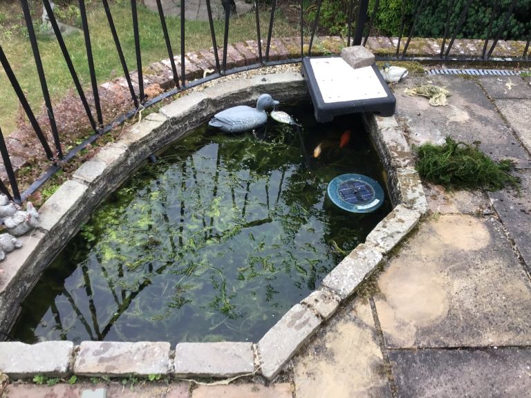 Out door pond fish 