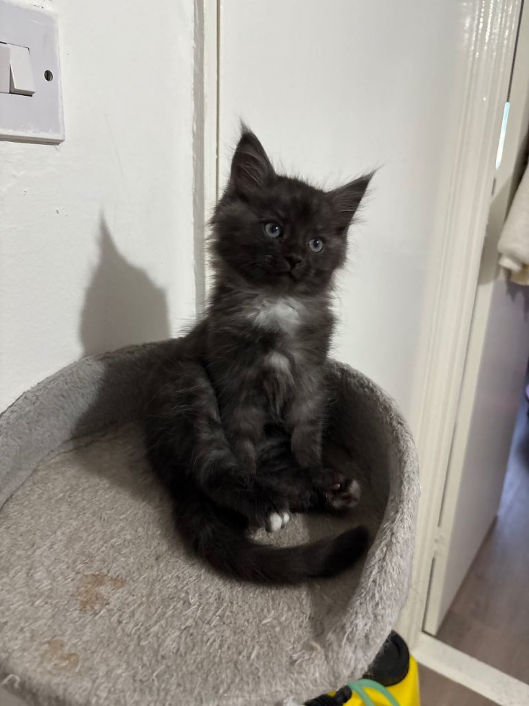 READY NOW! Beautiful Mainecoon cross kittens 1 boy and 2 girls left x  