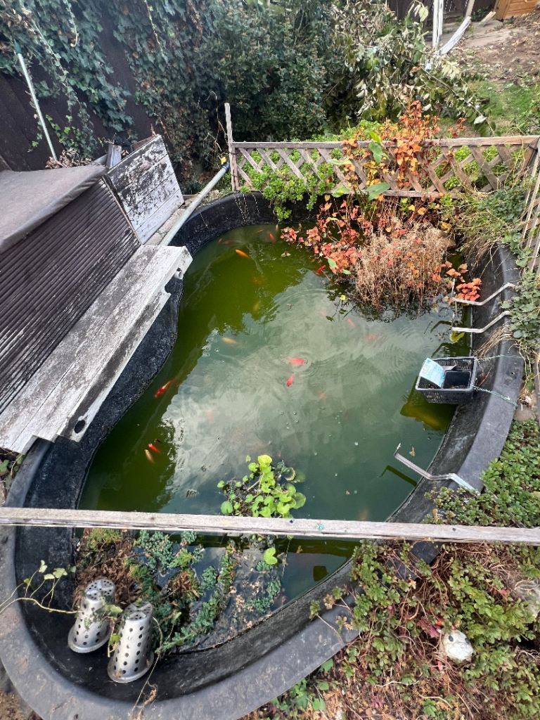 Pond fishes for sale 