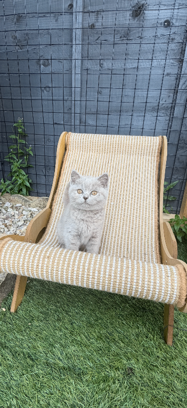 British short hair kitten