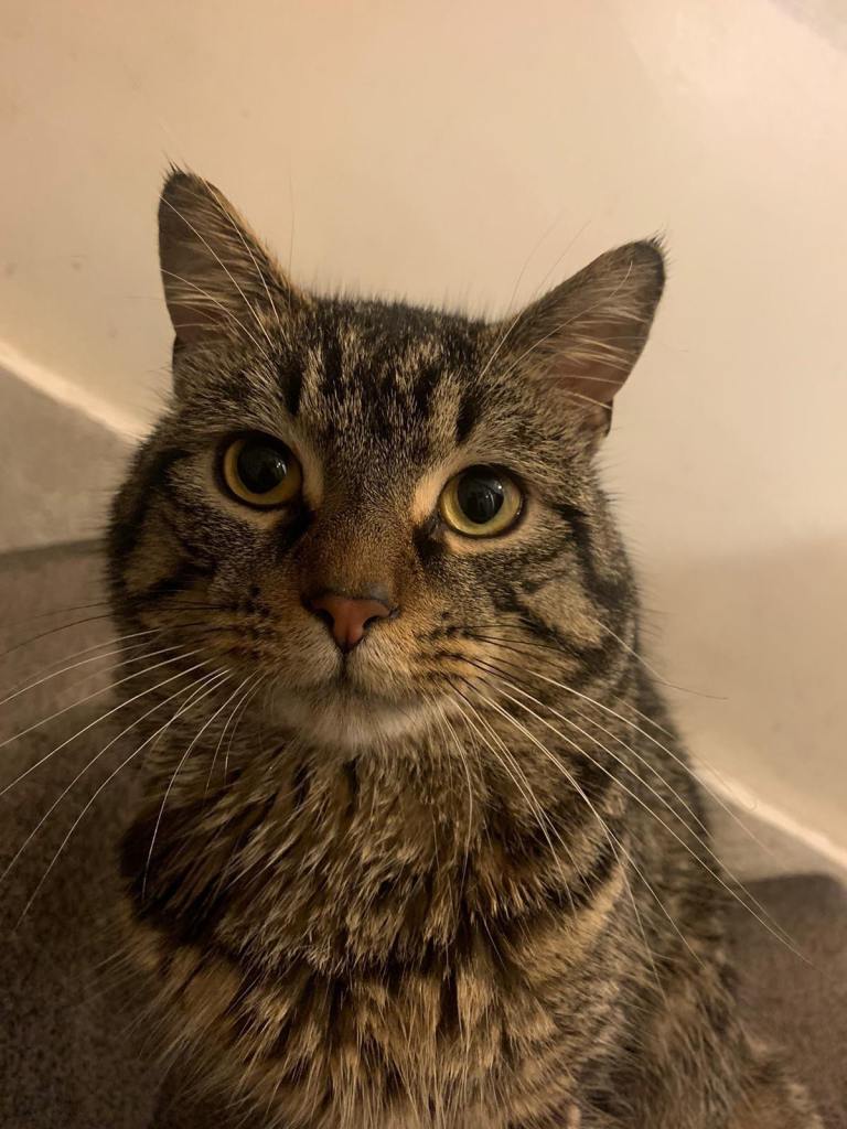Leo 7 year old friendly family cat looking for a loving home 