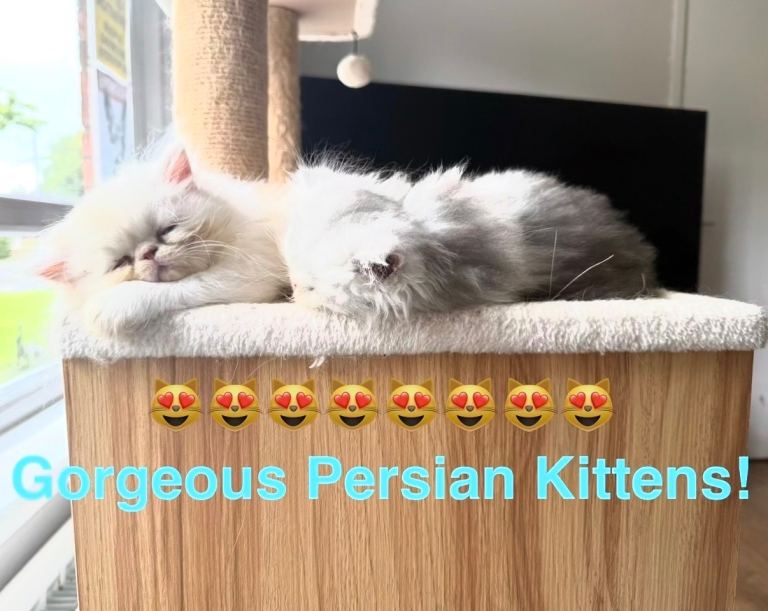 😻3 Renaining Adorable Persian Kittens😻