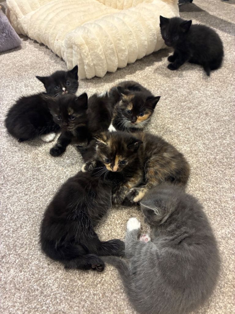 Gorgeous kittens for sale
