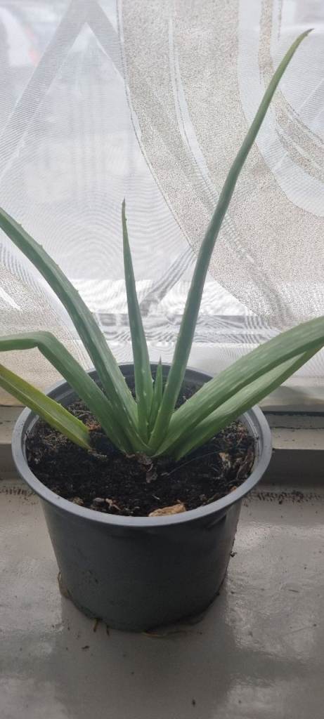Aloe vera plant 