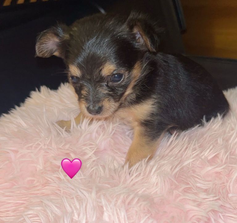 beautiful Yorkshire terrier X puppies 