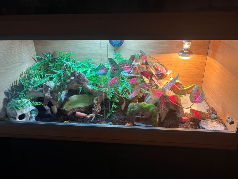 3 ft vivarium