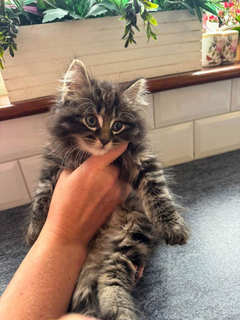 5 stunning kittens for sale