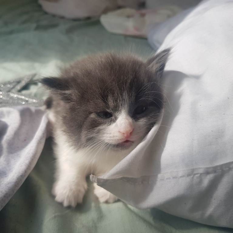 Britshort-Hair(Mix) Kittens –   Available taking interest