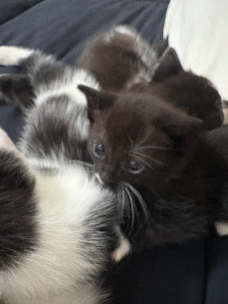 £65 gorgeous black and white kittens