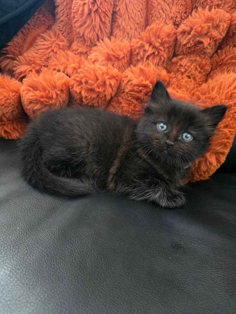 Female Half Ragdoll