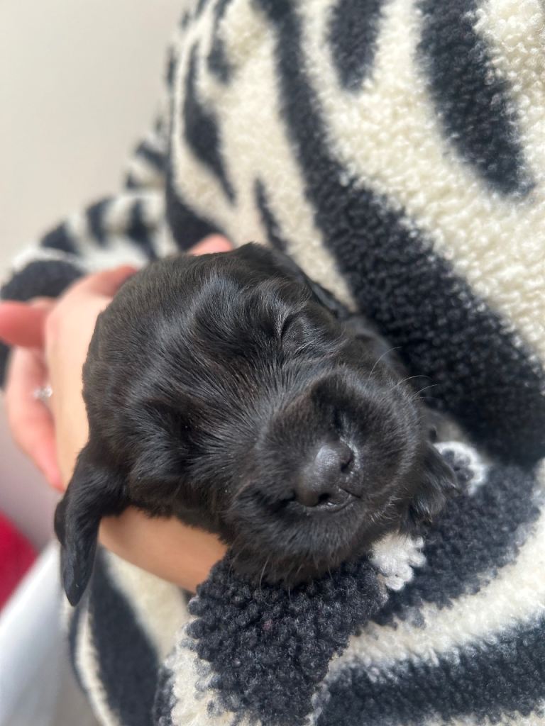 KC registered Cocker Spaniel puppies 