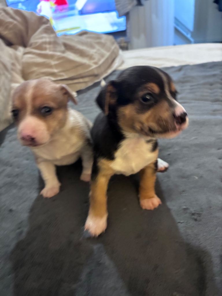 Jack Russell puppy’s 