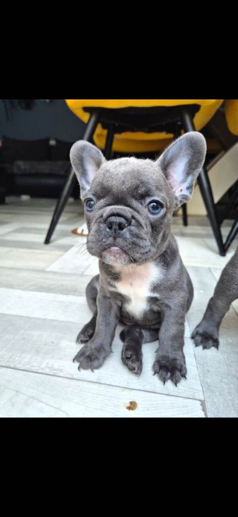 🐶 5 beautiful French Bulldog girl puppies are looking for loving forever homes 🏡❤️
