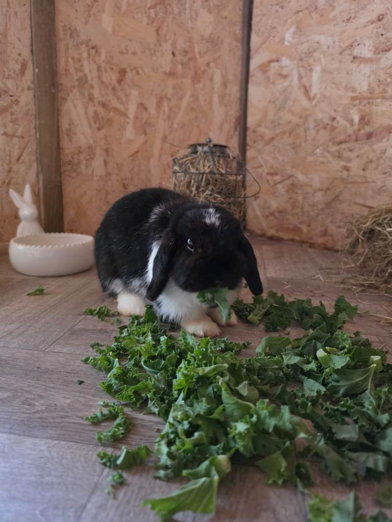 Lop earred rabbits