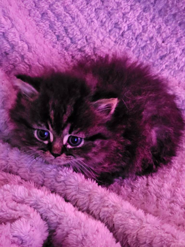 Pretty Persian cross kittens