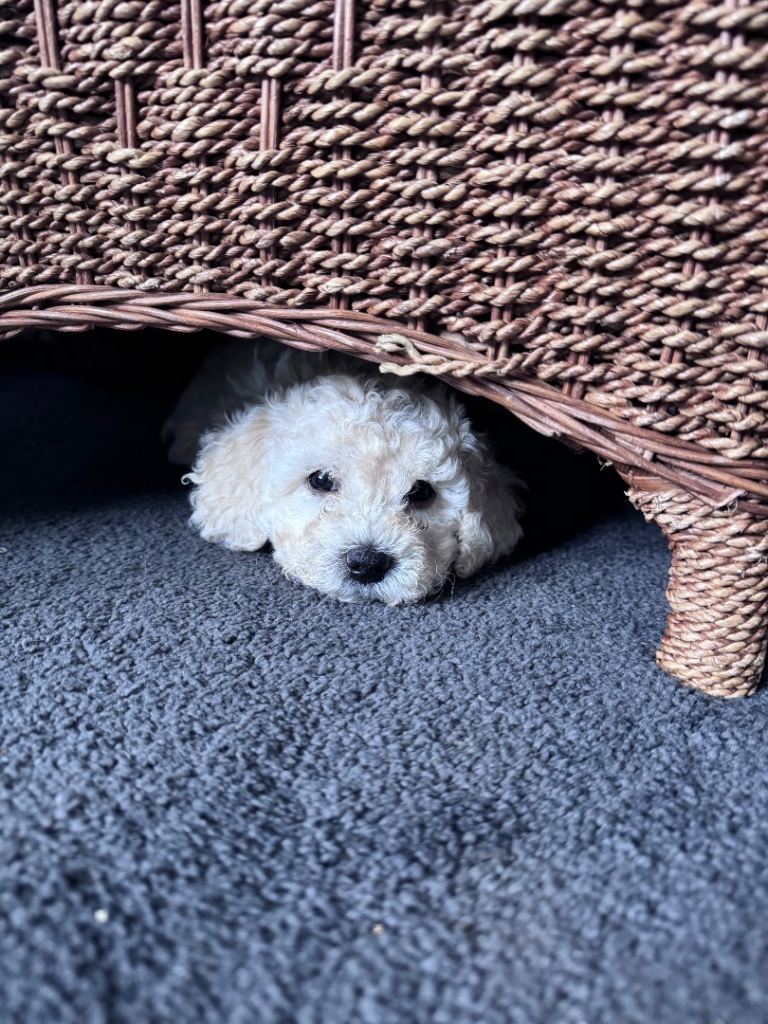 Stunning coloured poochons