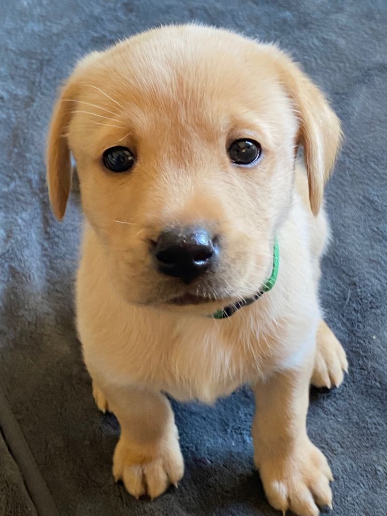 STUNNING LABRADOR PUPPIES 