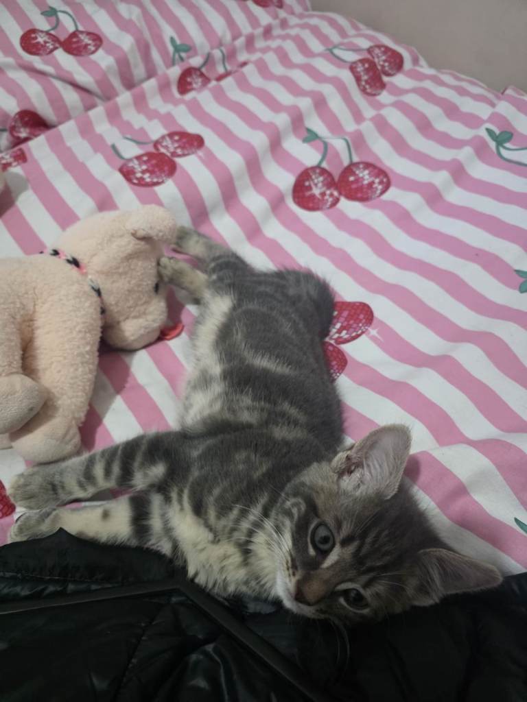 Cat boy