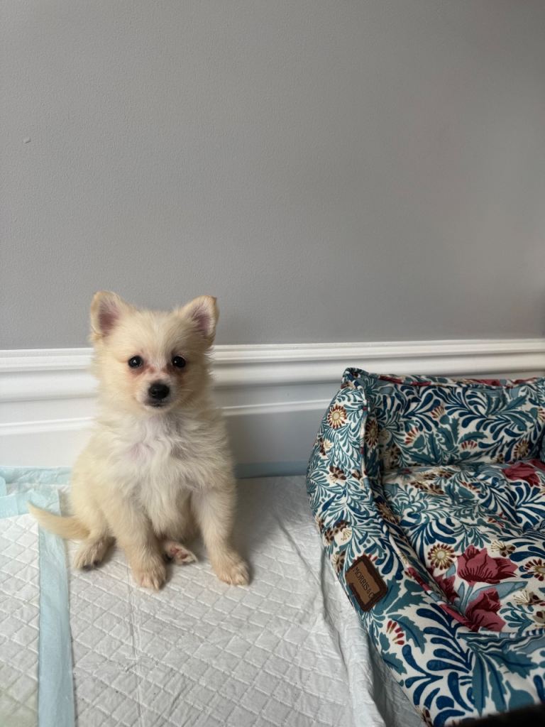 Japanese spitz female 