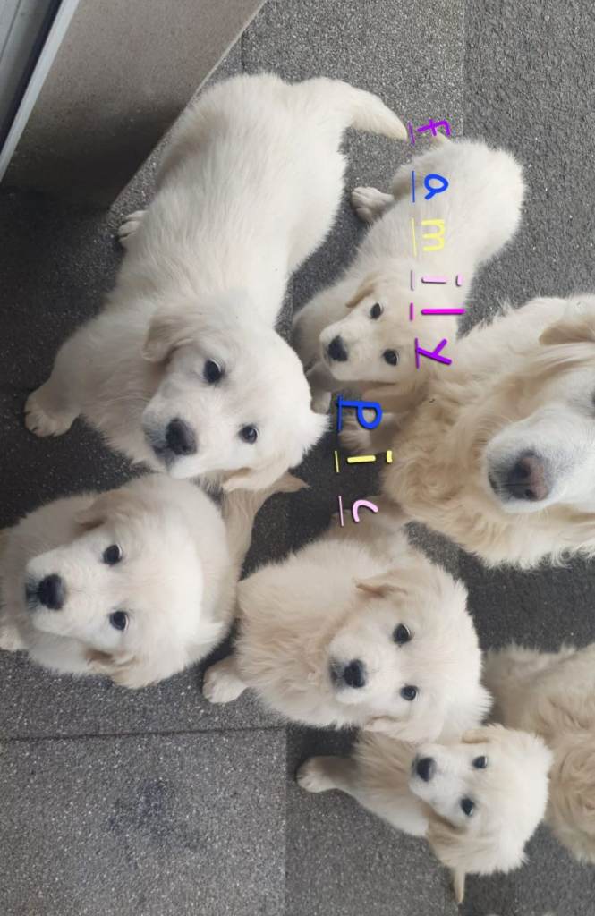 Golden retriever pups IKC registe