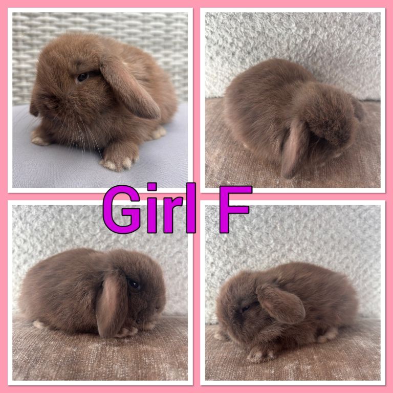 Mini lop baby rabbits 