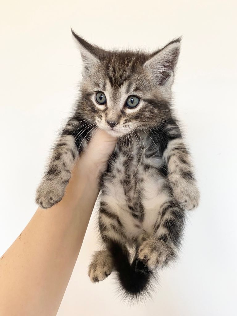 Maincoon x Kittens looking for new homes now 