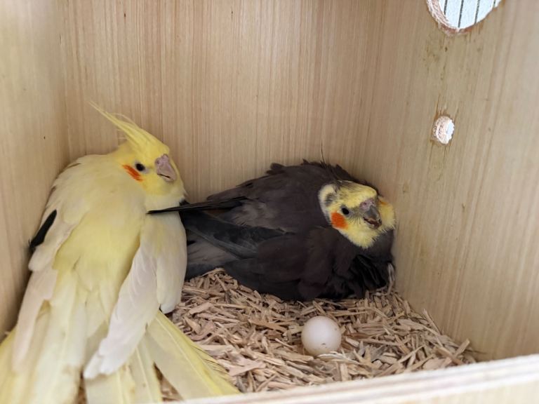 Beautiful cockatiels and budgies 