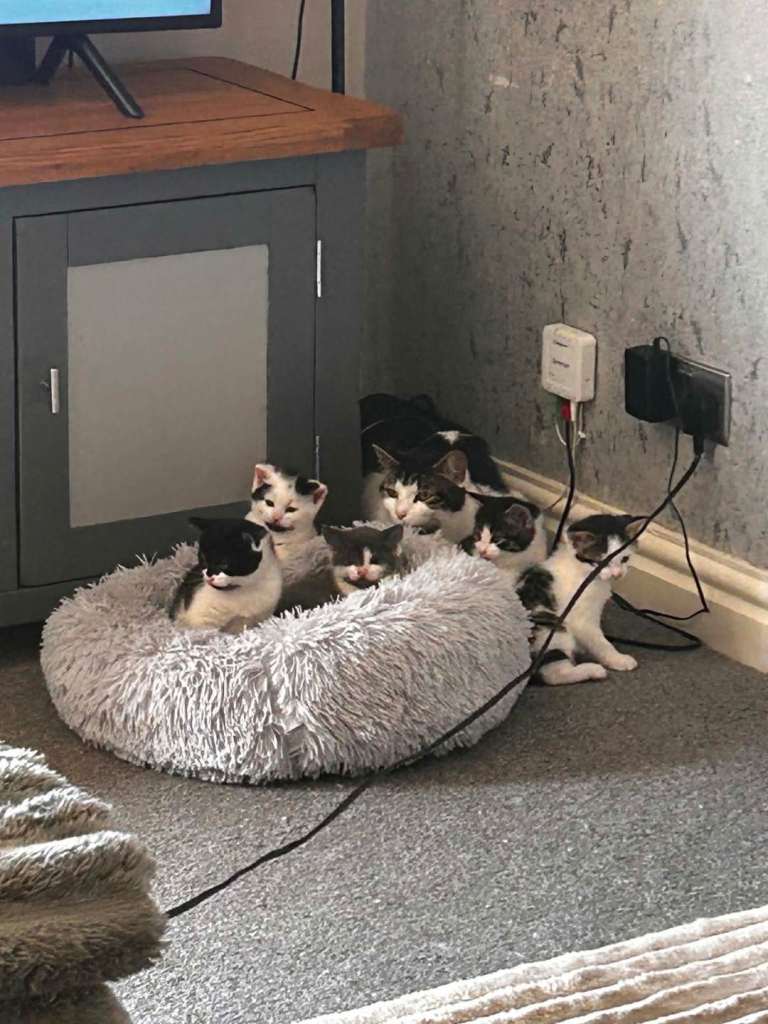 5 beautiful kitten's 