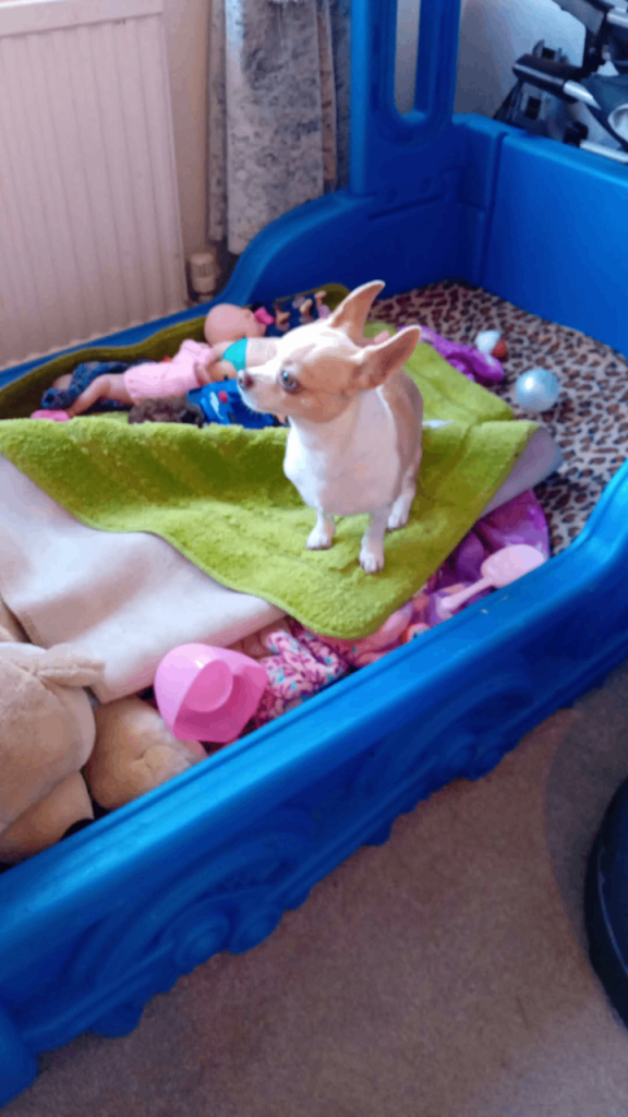 Beautifull tiny apple head chihuwa female age 2  