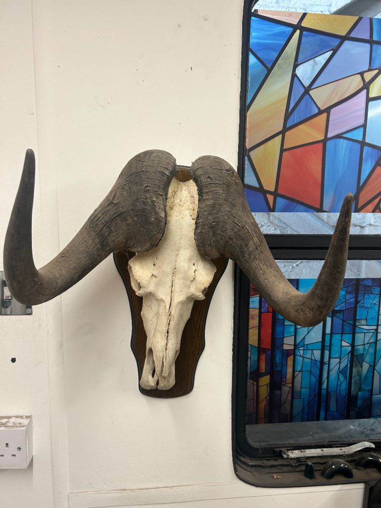 Large Buffalo Skull with Horns on Wooden Plaque – Good Condition