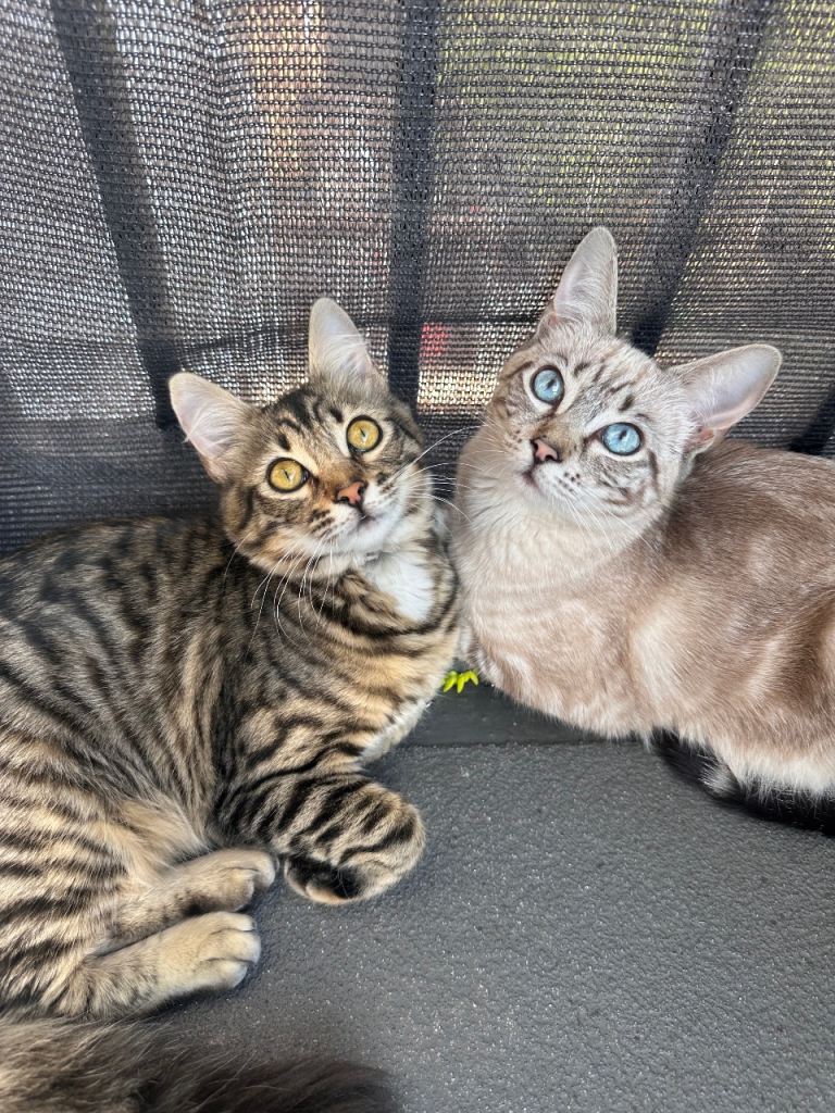 Indoor pair of sister Cats need home