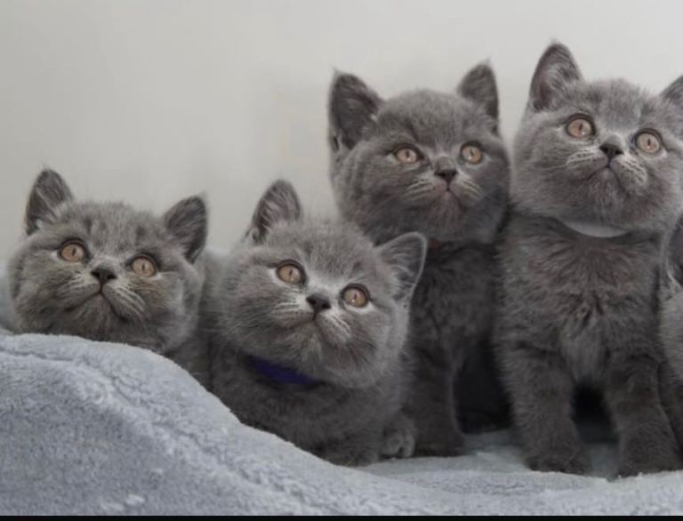 GCCF registered british shorthair kittens