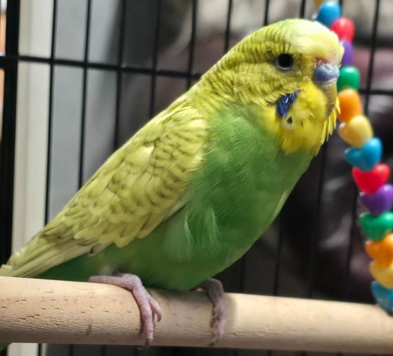 Beautiful Pair of Budgies for Sale 