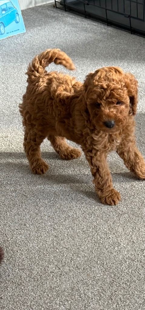 Toy poodle 