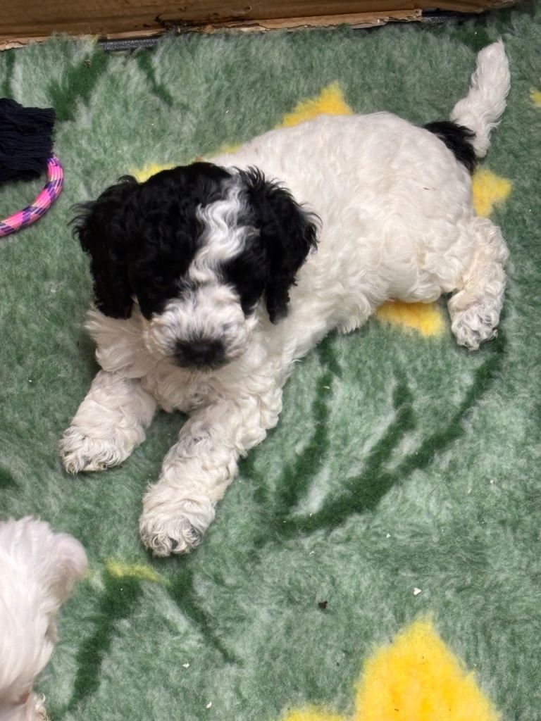 2 Cockapoo puppies