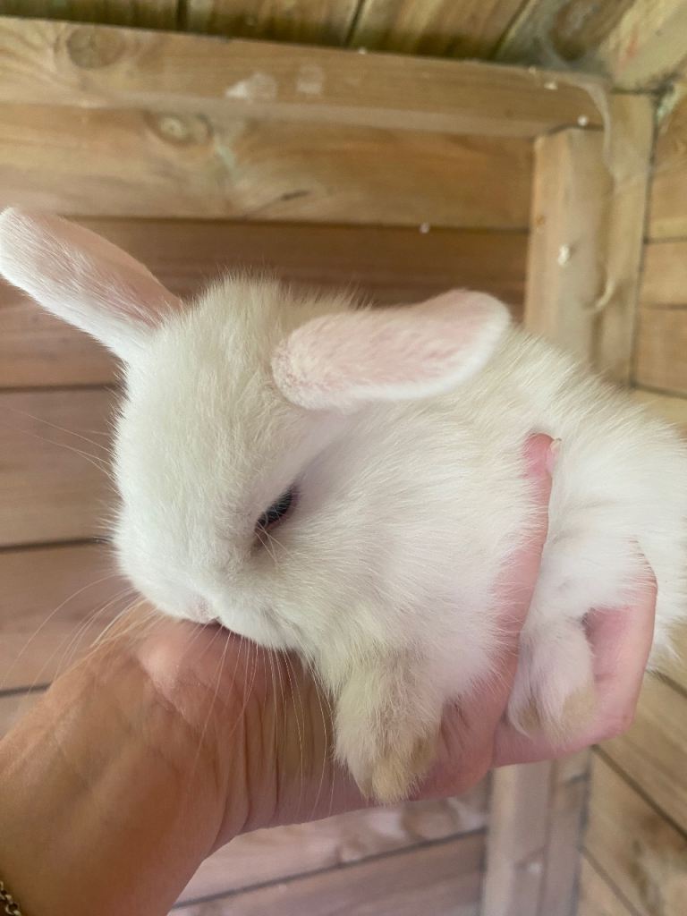 Mini lop Baby Rabbits