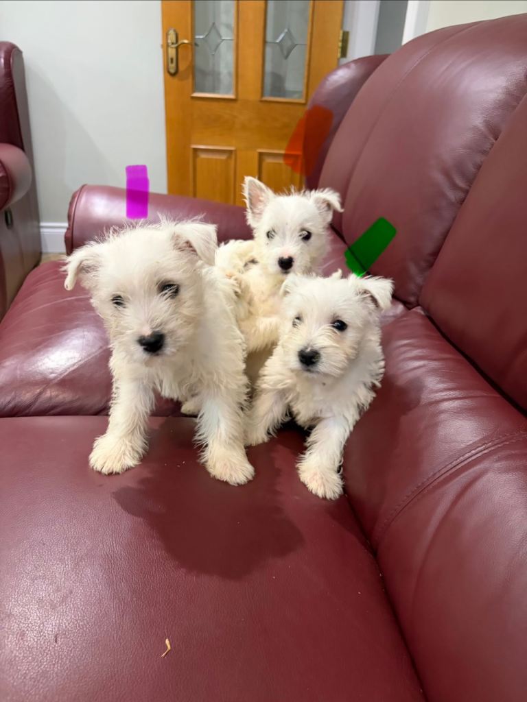 West Highland Puppies 
