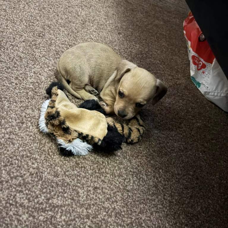 Dachshund x Jack Russell pup