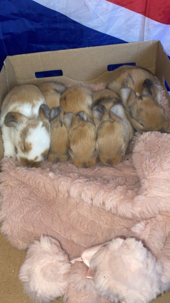 Gorgeous continental lop mix 