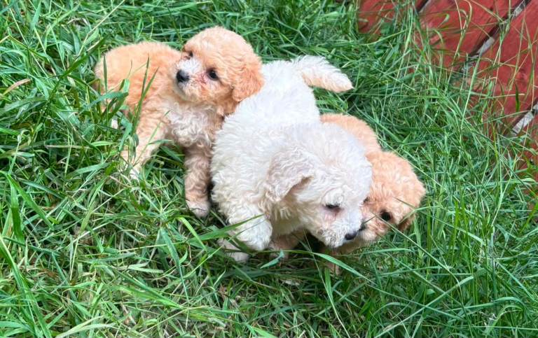 Poochon puppies for sale 