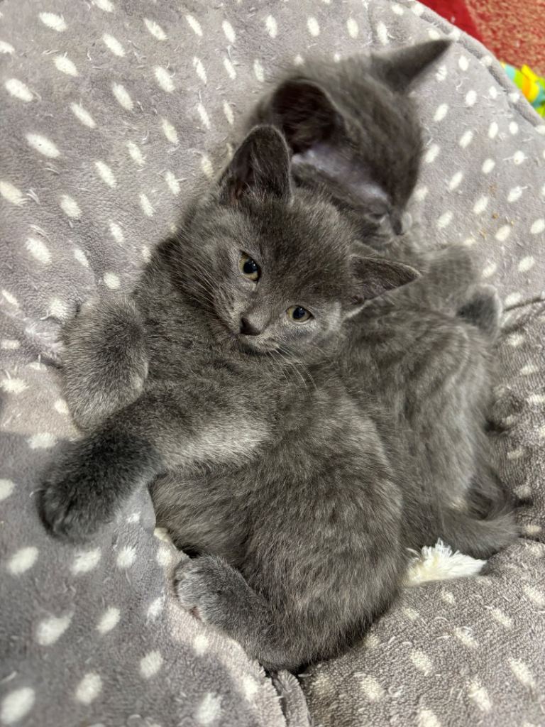 British Shorthair x Tabby Kittens 8 weeks Ready To Leave