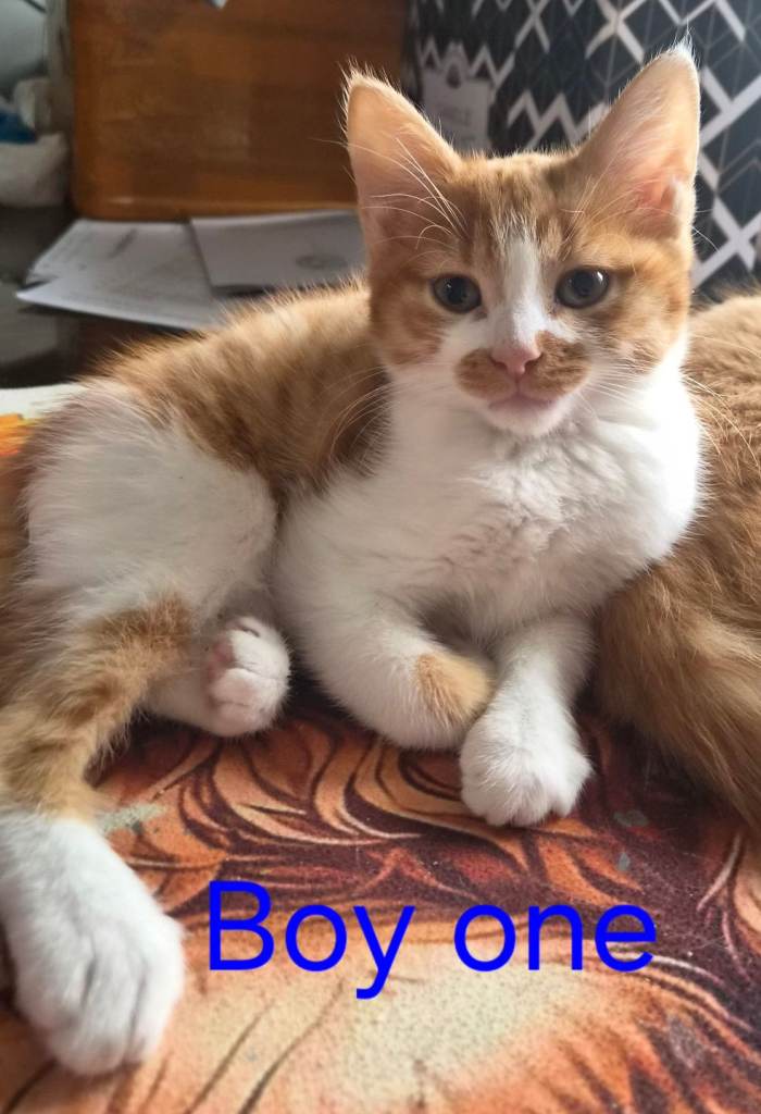 Ginger kittens for sale 