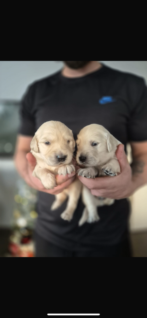 Golden retriever pups 